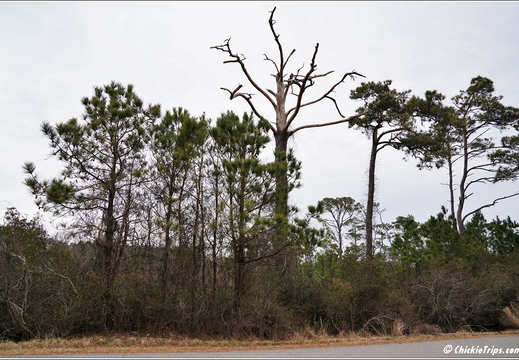 Virginia - Chincoteague National Wildlife Refuge - Day 9 283