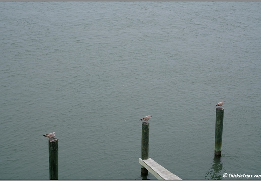 Virginia - Chincoteague Waterfront - Day 9 290