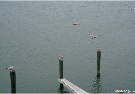 Virginia - Chincoteague Waterfront - Day 9 291
