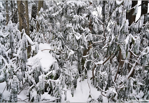 West Virginia - Blackwater Falls Day 2 321