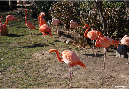 Indiana Indianapolis Zoo 0022