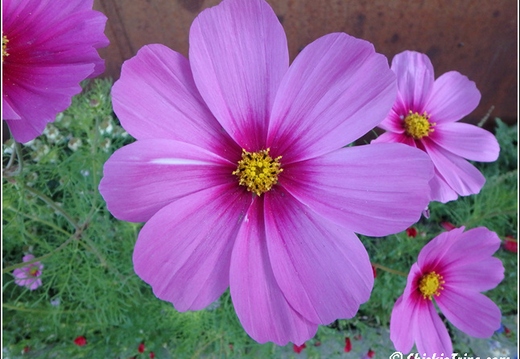 10 - Grand Teton National Park - Day 4 001