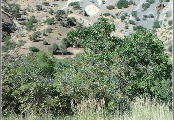 2 - Fishlake National Forest 002