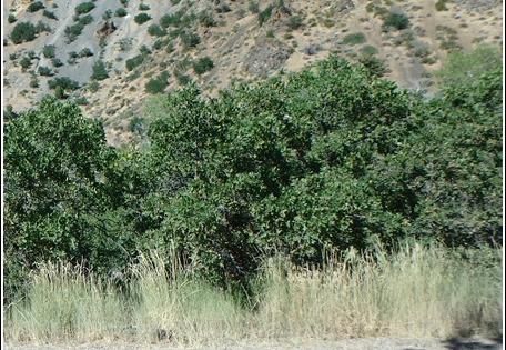 2 - Fishlake National Forest 003