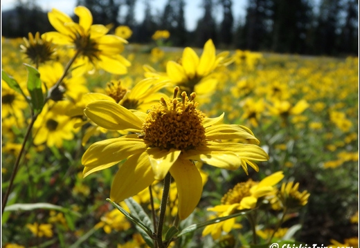 3 - Cedar Breaks National Monument 013