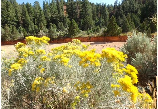 5 - Dixie National Forest 011