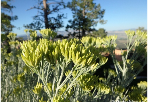 6 - Bryce Canyon National Park 021