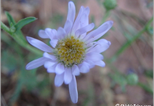 6 - Bryce Canyon National Park 030