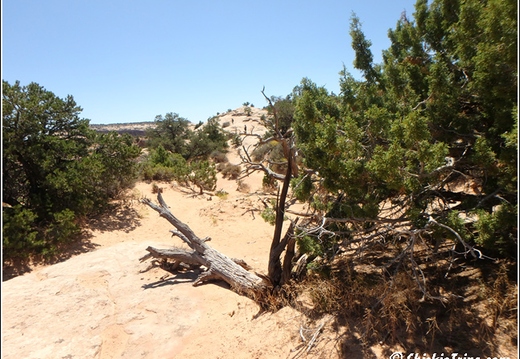 8 - Canyonlands National Park 009