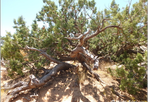 8 - Canyonlands National Park 010