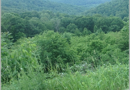 Shenandoah Luray Grand Caverns - Skyline Dr -BlueRidge Parkway 044