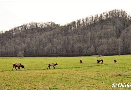 North Carolina - Oconaluftee Visitor Center Great Smoky Mountains National Park 75