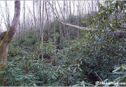 North Carolina - Stone Mountain State Park Waterfall 114