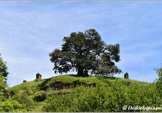 Day 03 - Hobbiton Movie Set -Tauranga Rotorua Nz - Dec 22 015