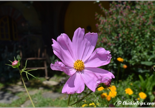 Flowers 003