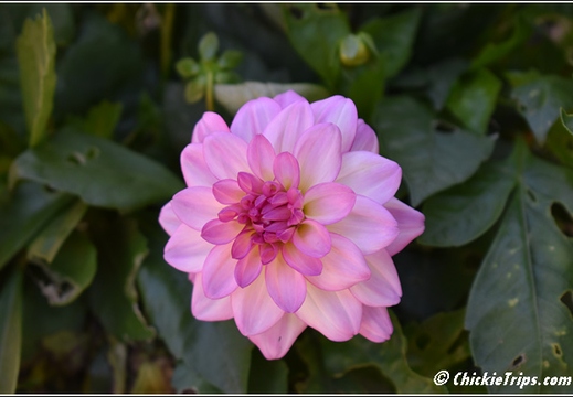 Flowers 004