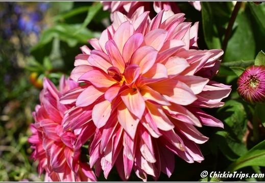 Flowers 006