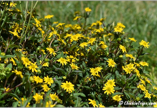 Flowers 012