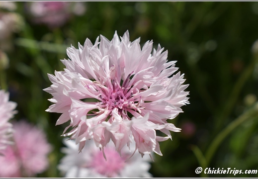 Flowers 014