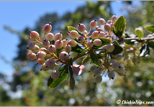 Flowers 016