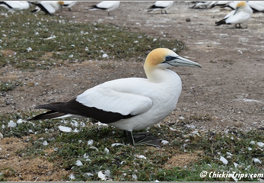 Day 04 - Cape Kidnappers Station n Gannet Safari -Napier NZ - Dec 23 031