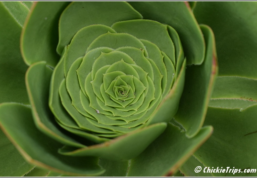 Flowers 008