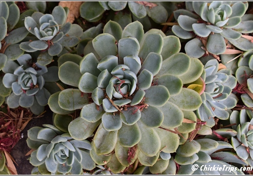 Flowers 010