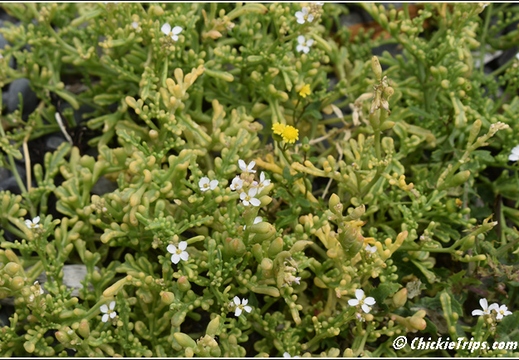 Day 05 - Wellington Harbour And The Storm Coast -Wellington Nz - Dec 24 013