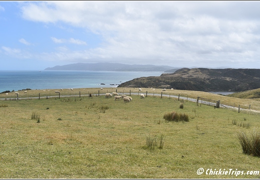 Day 05 - Wellington Harbour And The Storm Coast -Wellington Nz - Dec 24 019