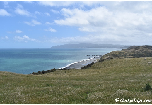 Day 05 - Wellington Harbour And The Storm Coast -Wellington Nz - Dec 24 023