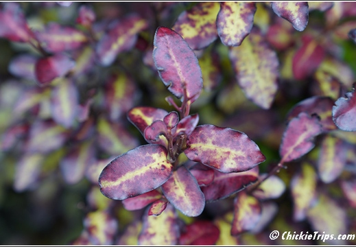 Flowers 003