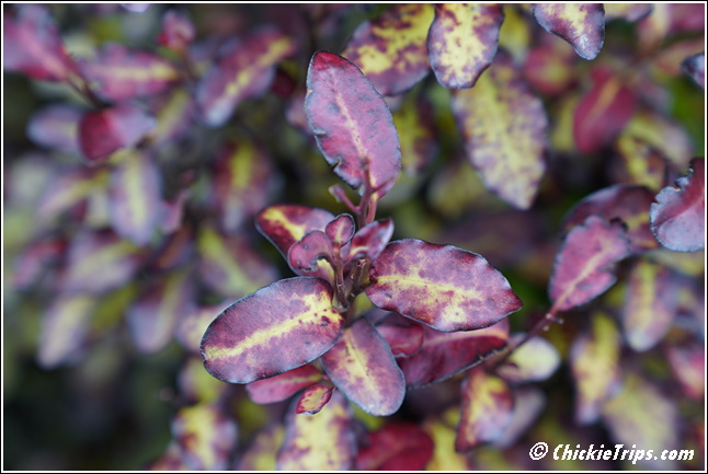 Flowers_003.jpg