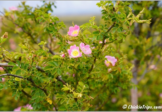 Flowers 004