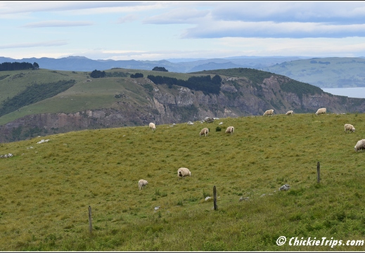 Day 08 - Natures Wonders - Port Chalmers Dunedin Nz Dec 27 004