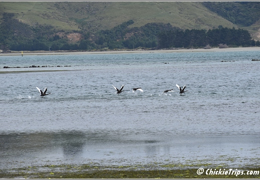 Day 08 - Natures Wonders - Port Chalmers Dunedin Nz Dec 27 037