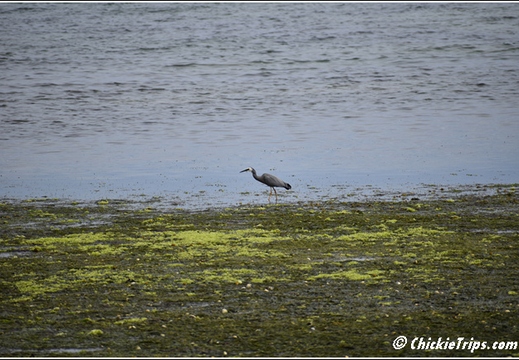 Day 08 - Natures Wonders - Port Chalmers Dunedin Nz Dec 27 040