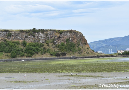 Day 08 - Natures Wonders - Port Chalmers Dunedin Nz Dec 27 043