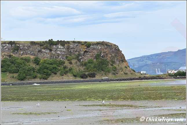 Day_08_-_Natures_Wonders_-_Port_Chalmers_Dunedin_Nz_Dec_27_043.jpg