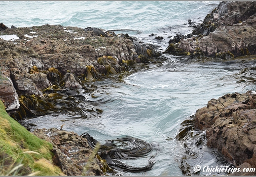 Day 08 - Natures Wonders - Port Chalmers Dunedin Nz Dec 27 046