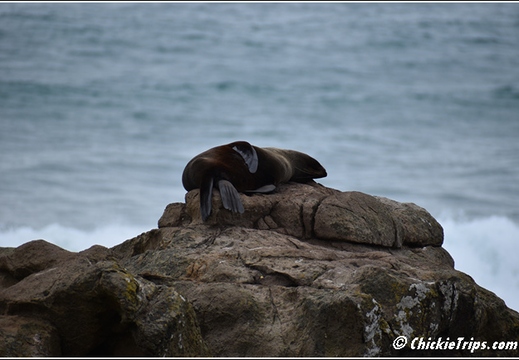Day 08 - Natures Wonders - Port Chalmers Dunedin Nz Dec 27 050