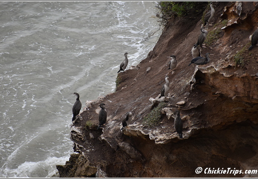 Day 08 - Natures Wonders - Port Chalmers Dunedin Nz Dec 27 059
