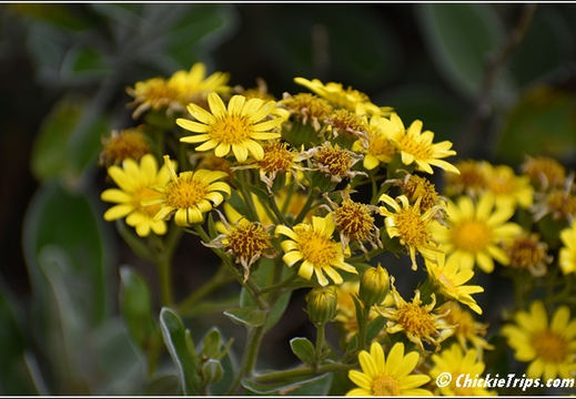 Flowers 007