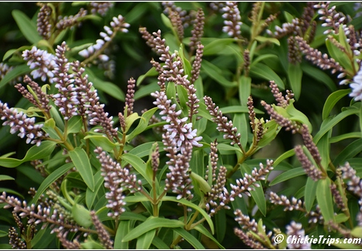 Flowers 009