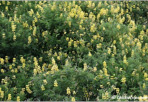 Flowers 012