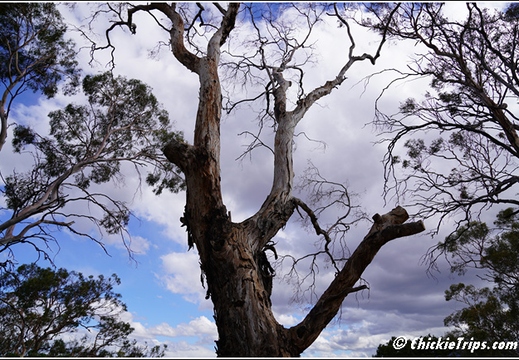 Bonorong Wildlife Sanctuary 009