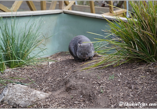 Bonorong Wildlife Sanctuary 010