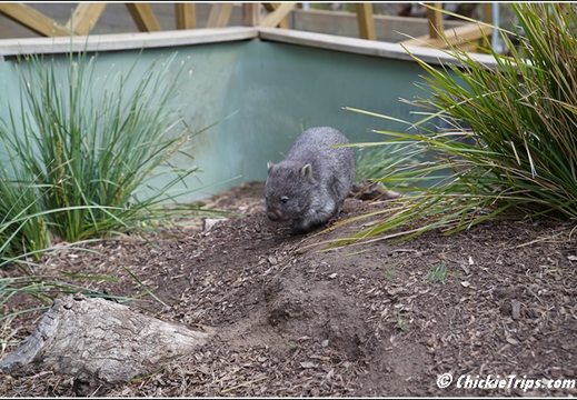 Bonorong Wildlife Sanctuary 011