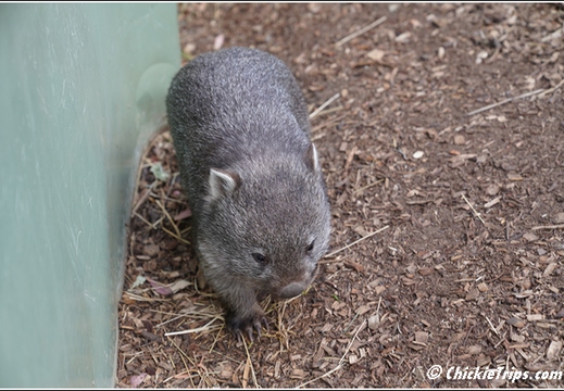 Bonorong Wildlife Sanctuary 013