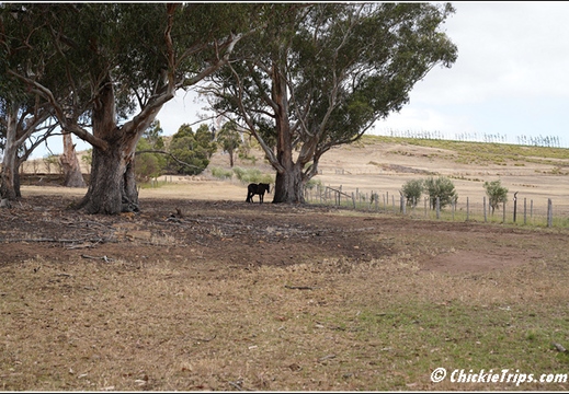 Day 12 - Wildlife and Waterways - Hobart Tasmania Au - Dec 31 006