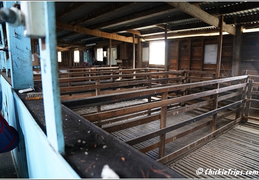 Day 12 - Wildlife and Waterways - Hobart Tasmania Au - Dec 31 010